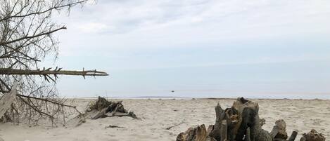 Ein Strand mit Treibholz und einem Ast.