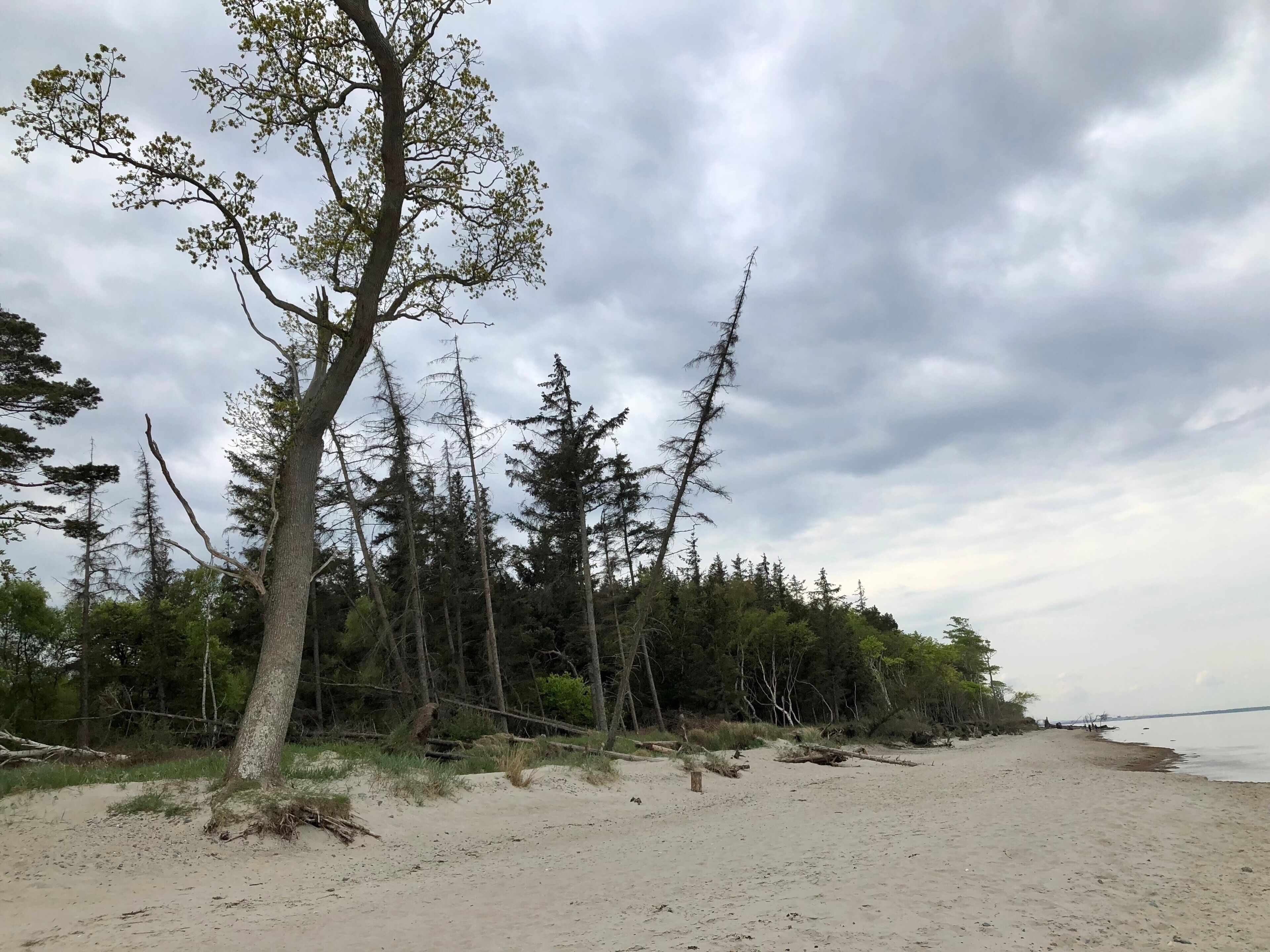 A beach with trees and a sandy shore.