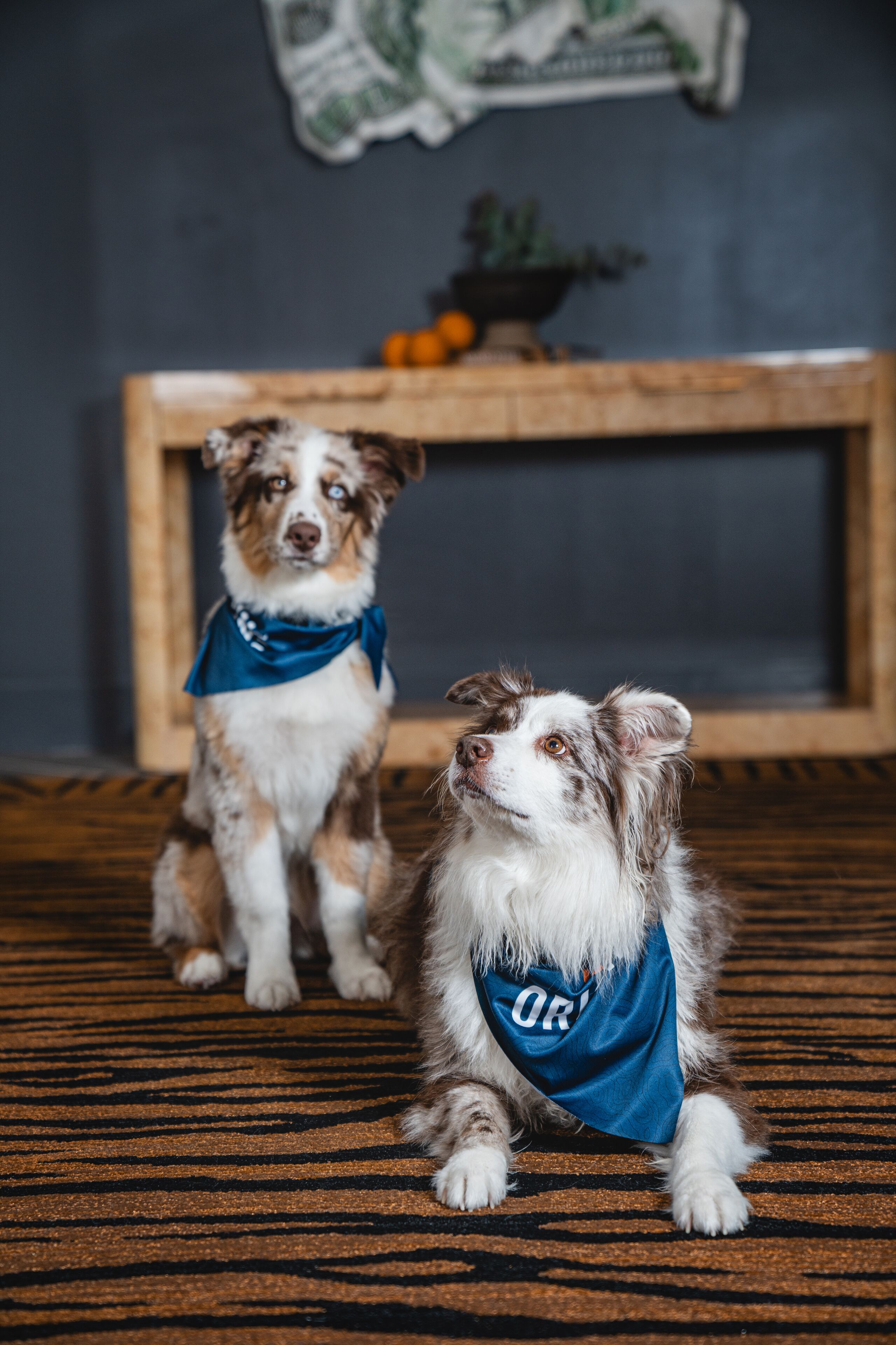 Two dogs wearing blue shirts with "OR" on them, sitting on a patterned carpet with a wooden frame and a plant in the background.