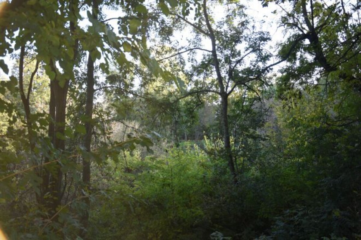 A dense forest with tall trees and thick underbrush.