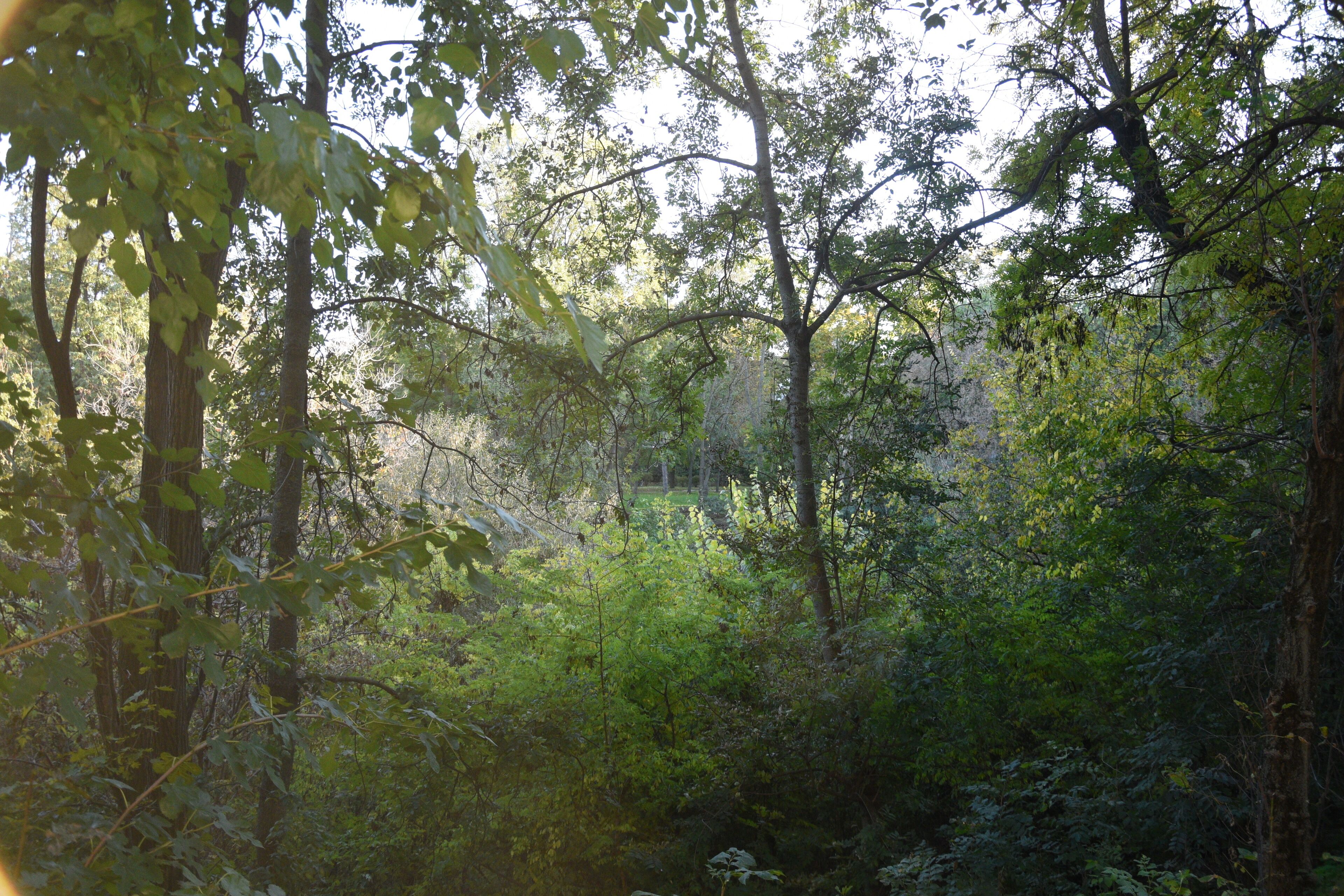 standard double room | garden view