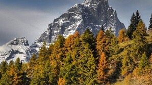 A mountain with snow-capped peaks and a forested foreground. - Appartamento Cervinia Fronte Funivie (CERVINIA)