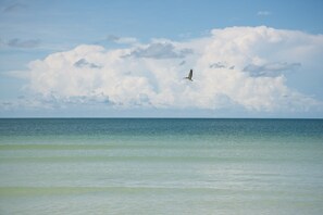 A view of a beach with a bird flying over the water and clouds in the sky. - Waterfront 3BR Marco Island home with heated pool and WiFi (Marco Island)