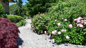 A garden pathway with gravel, surrounded by lush greenery and flowering plants. - Beautiful backyard, pool, deeded beach rights! (Truro)