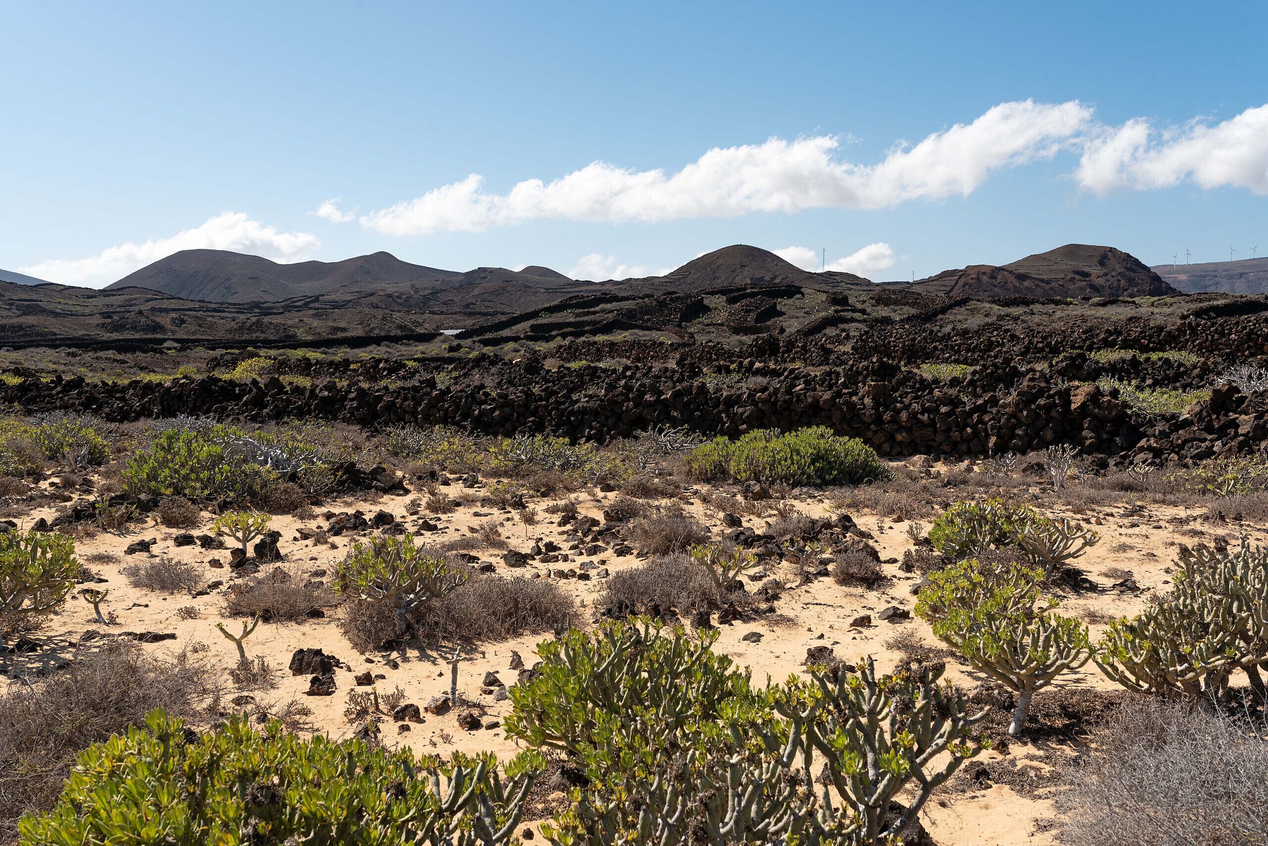 A desert landscape with sparse vegetation and rocky terrain.