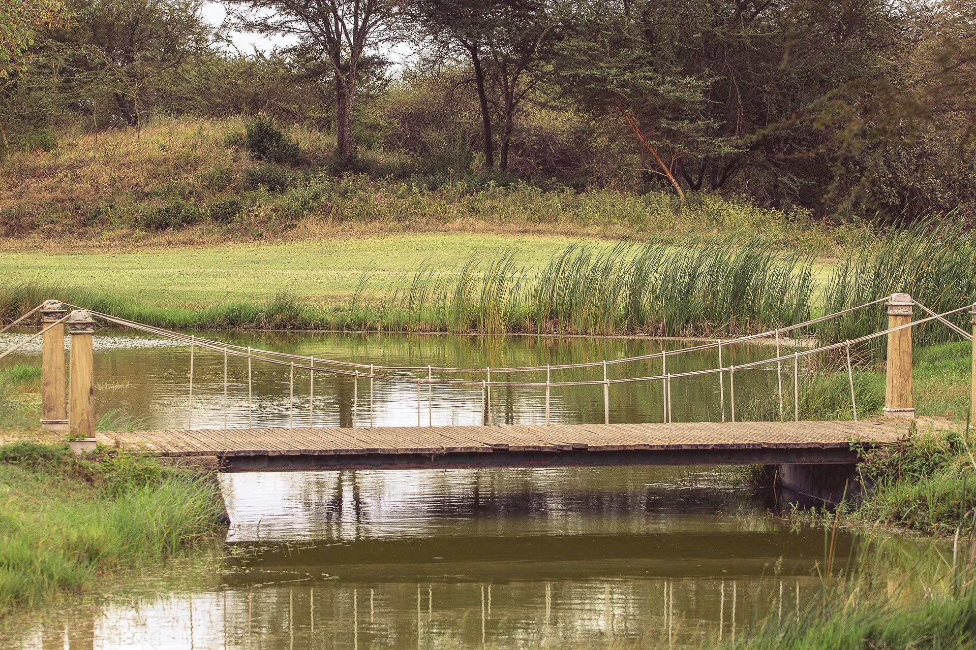 Un pont de fusta sobre una calma extensió d'aigua, envoltat de vegetació exuberant i arbres.