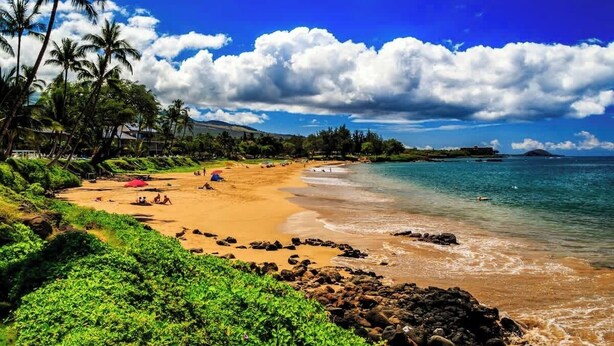 A beach with clear skies, palm trees, and a rocky shoreline.