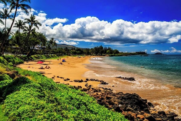 A beach with clear skies, palm trees, and a rocky shoreline.
