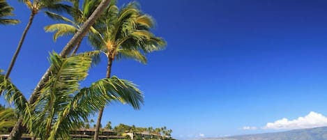 Ubicación cercana a la playa, tumbonas y toallas de playa
