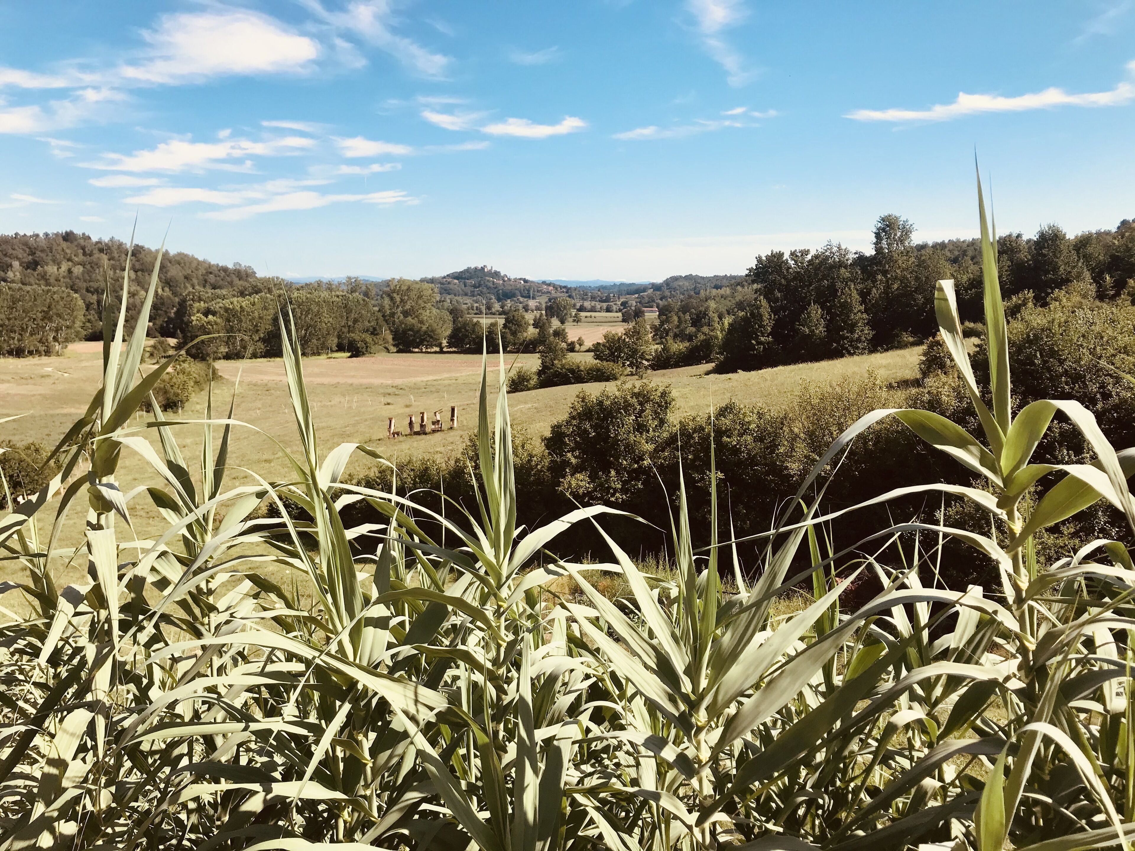 A rural landscape with a hill in the distance, fields, and vegetation in the foreground.