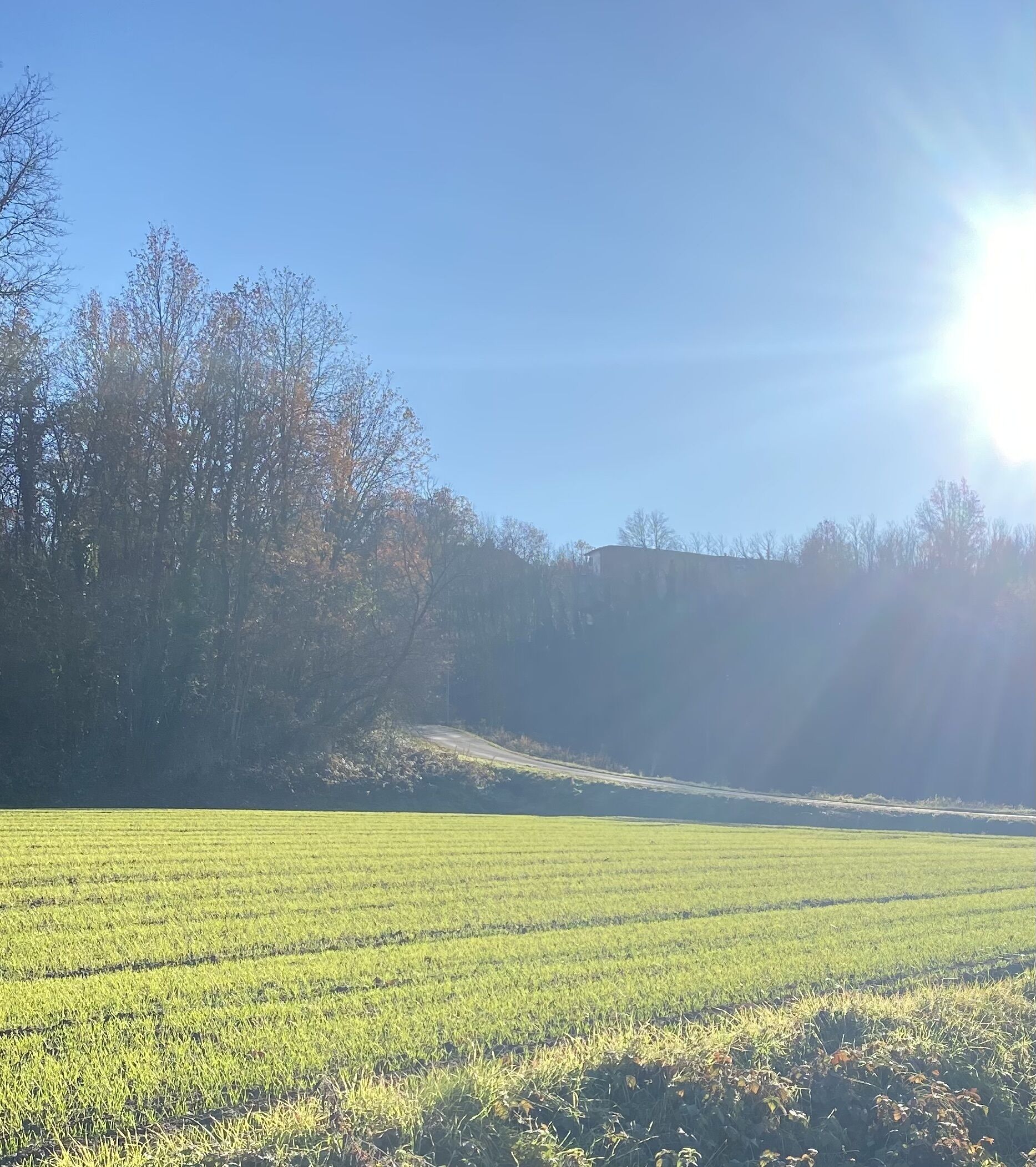A rural landscape with a clear sky, a field, and trees.
