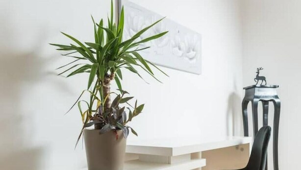 Une plante en pot posée sur une étagère blanche, une chaise noire et une sculpture en métal sur une table.