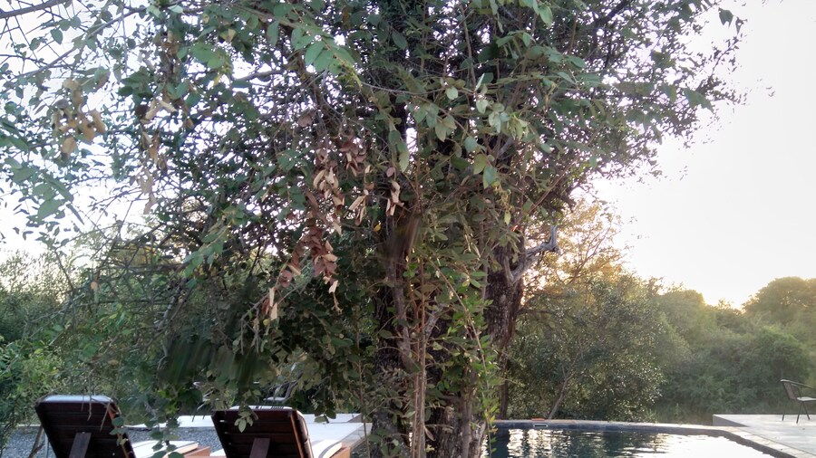 Leadwood Tree Safari Lodge