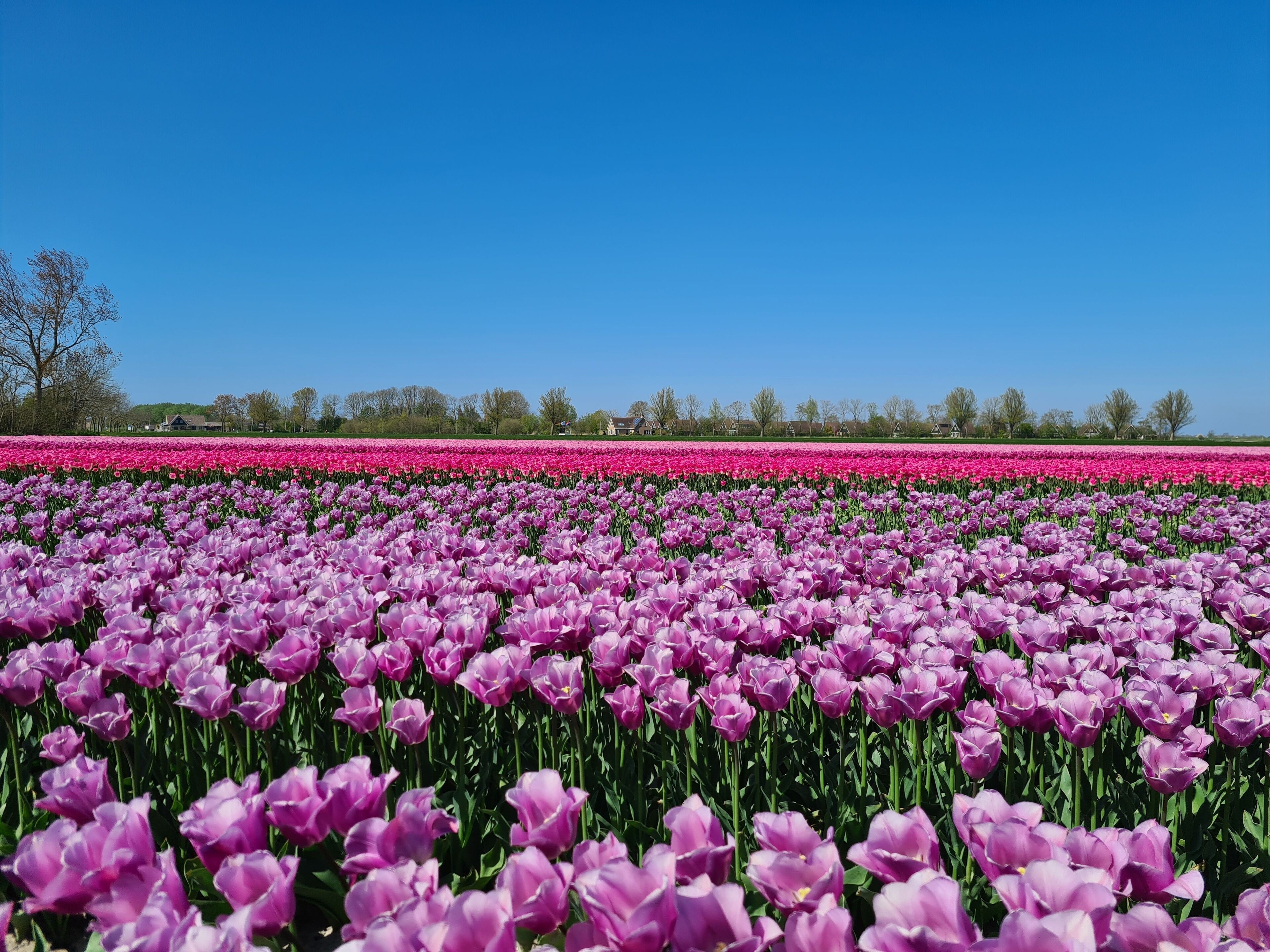 Un campo de tulipanes con un cielo azul despejado al fondo.