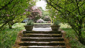 A stone staircase leading up to a garden area with potted plants on either side. - Ballyvolane House (Kilcor)