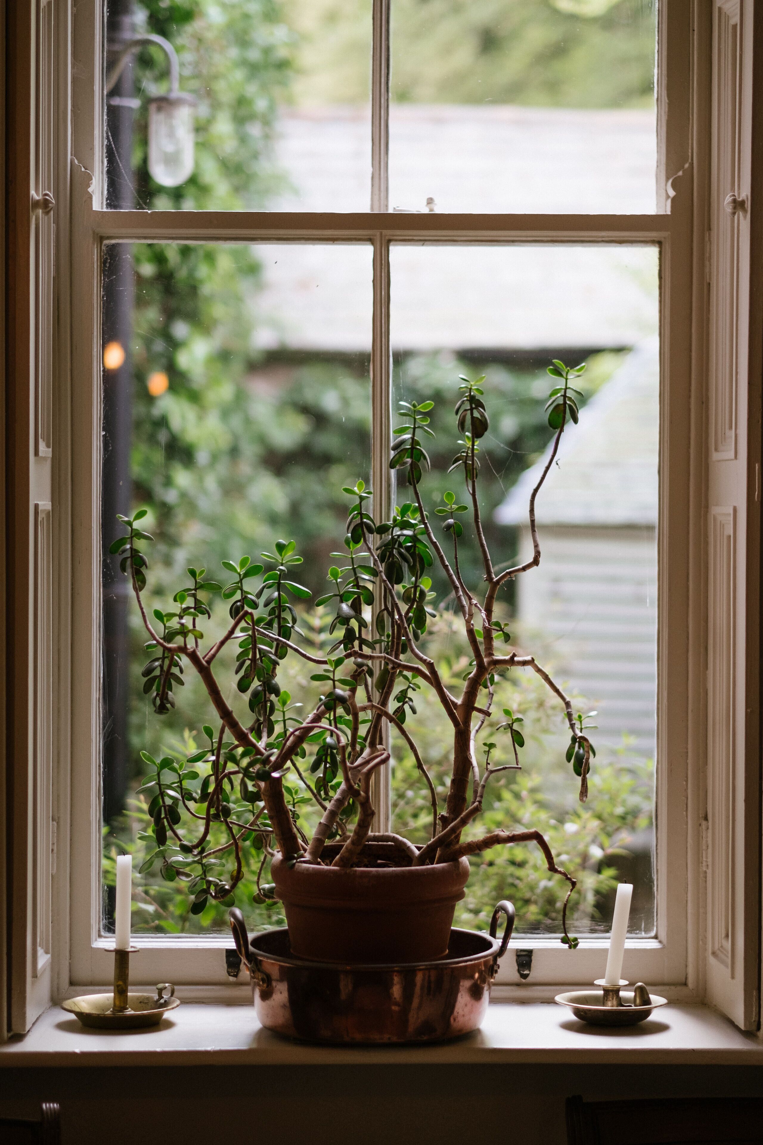 A window with a potted plant and two candles on a windowsill.