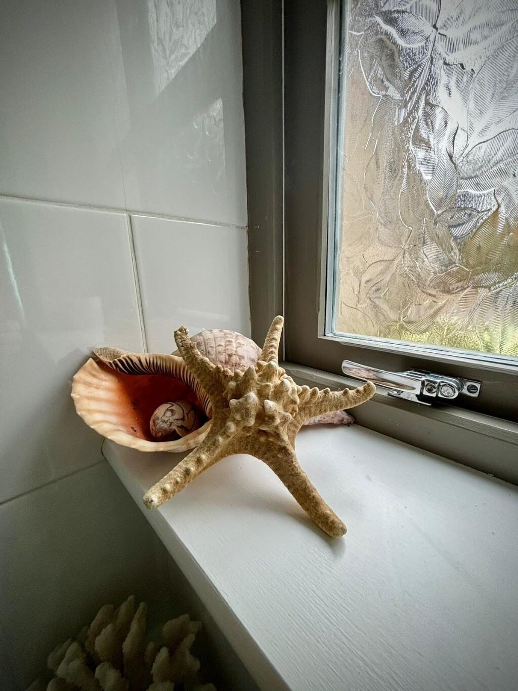 Ein Seestern und eine Muschel auf einem Fensterbrett.