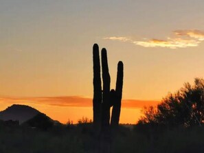 A cactus silhouette against a sunset sky.