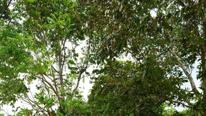 A natural landscape with trees, rocks, and sparse vegetation. - Bright Country Apartment at Robin Hood guesthouse (Port Antonio)