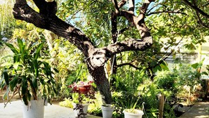 Un espace jardin aménagé avec des plantes en pot et un sol carrelé.