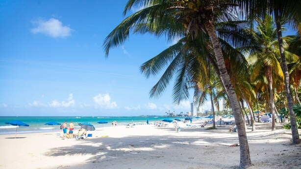 A beach with palm trees, umbrellas, and people. - OT7-3 bedrooms near to everything (Carolina)