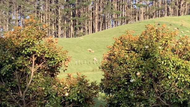 Una ladera cubierta de hierba con un bosque denso al fondo y algunos árboles en primer plano.
