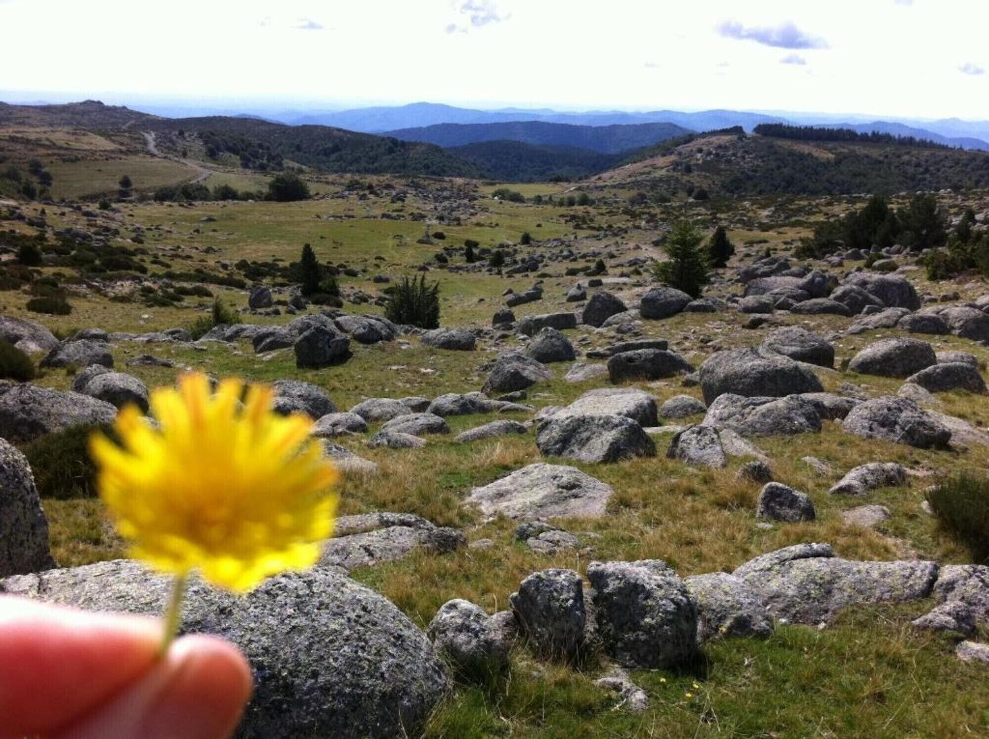 Un paisaje montañoso con rocas dispersas y una sola flor amarilla en primer plano.