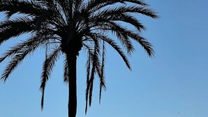 Eine hohe Palmenhouette vor einem Sonnenuntergangshimmel, im Hintergrund ein Yachthafen.