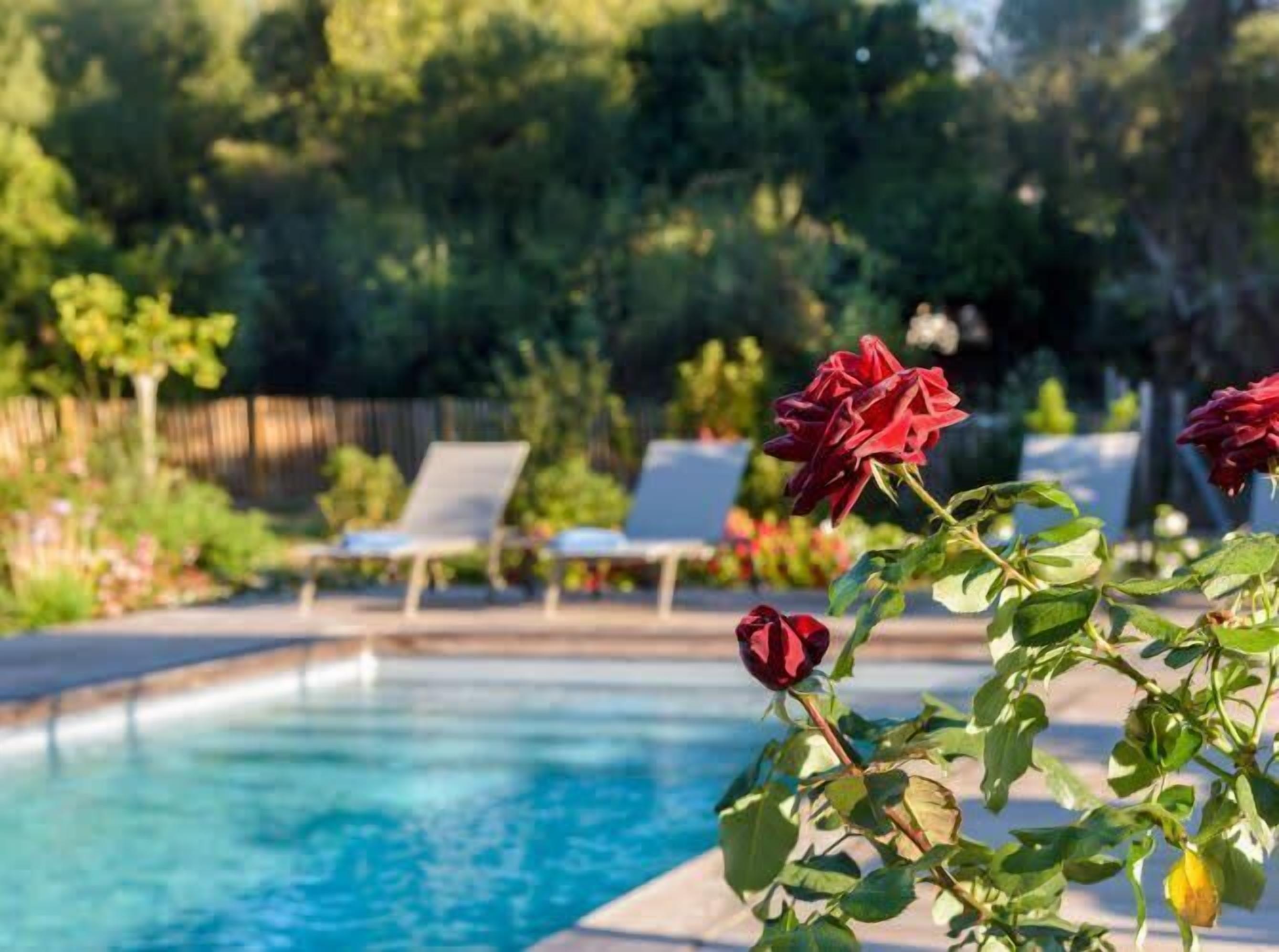 Une piscine avec des chaises longues et un rosier au premier plan.