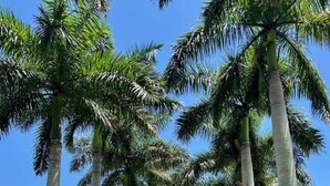 A pathway leading to a covered structure surrounded by palm trees and flowering plants. - Luxurious Family Home - Spacious Kitchen & BBQ (Pompano Beach)