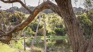 Un banco junto a un estanque con el tronco de un árbol al frente.