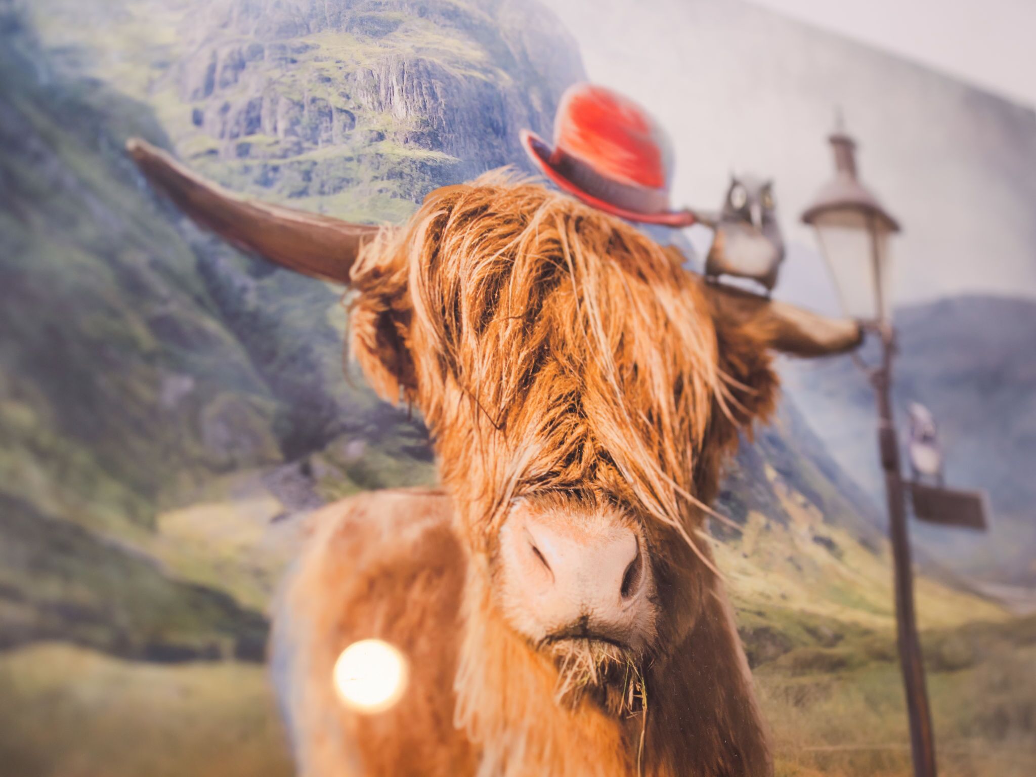 Un gros plan d’une vache des Highlands portant un chapeau rouge, photographié sur fond d’une fresque représentant un paysage montagneux avec un lampadaire.