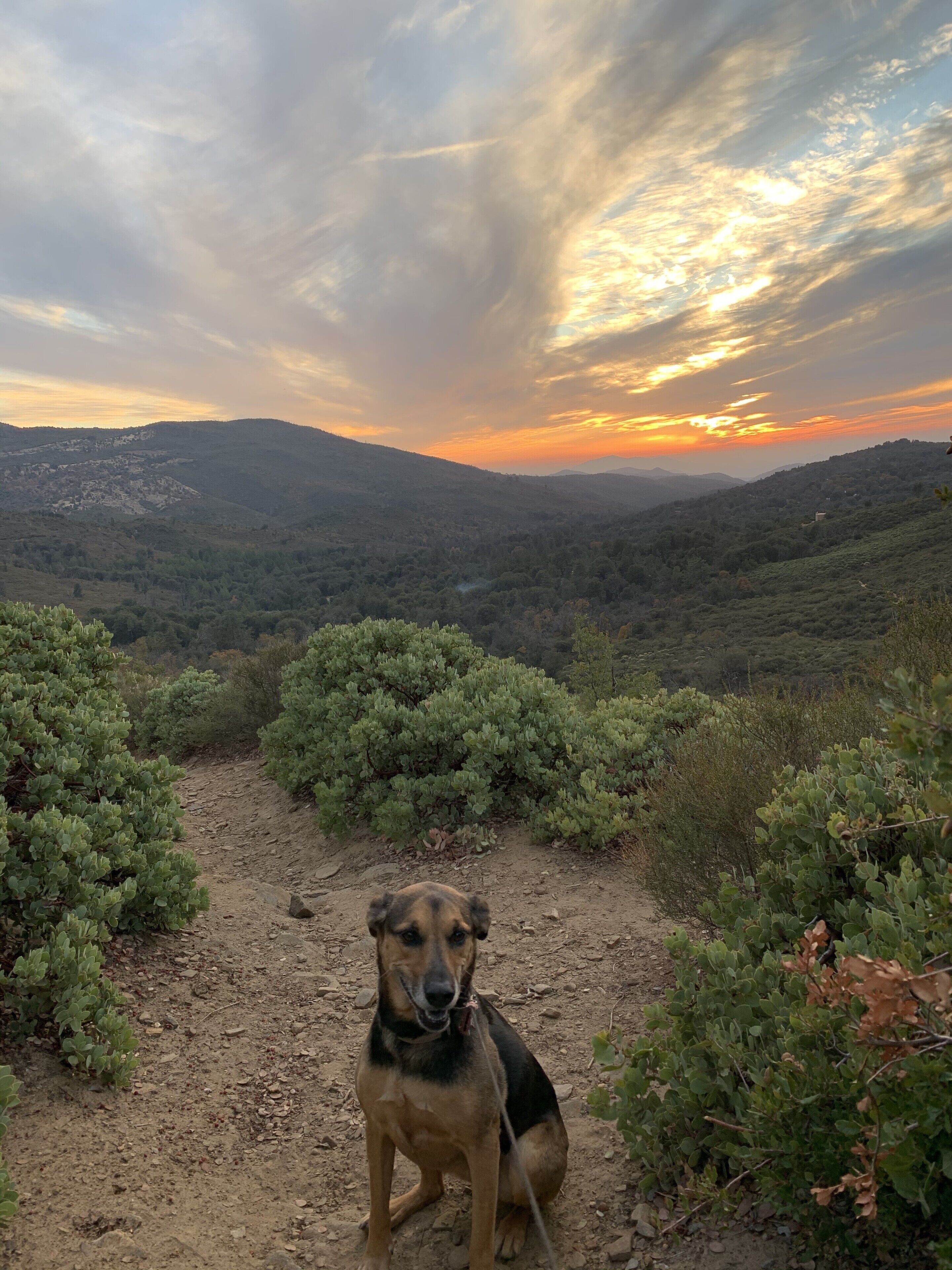 Un perro sentado en un sendero de tierra rodeado de arbustos verdes, con un paisaje montañoso y un atardecer al fondo.