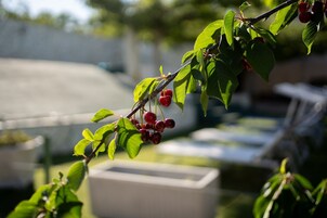 客房, 1 间卧室, 吸烟房, 露台 | 餐饮