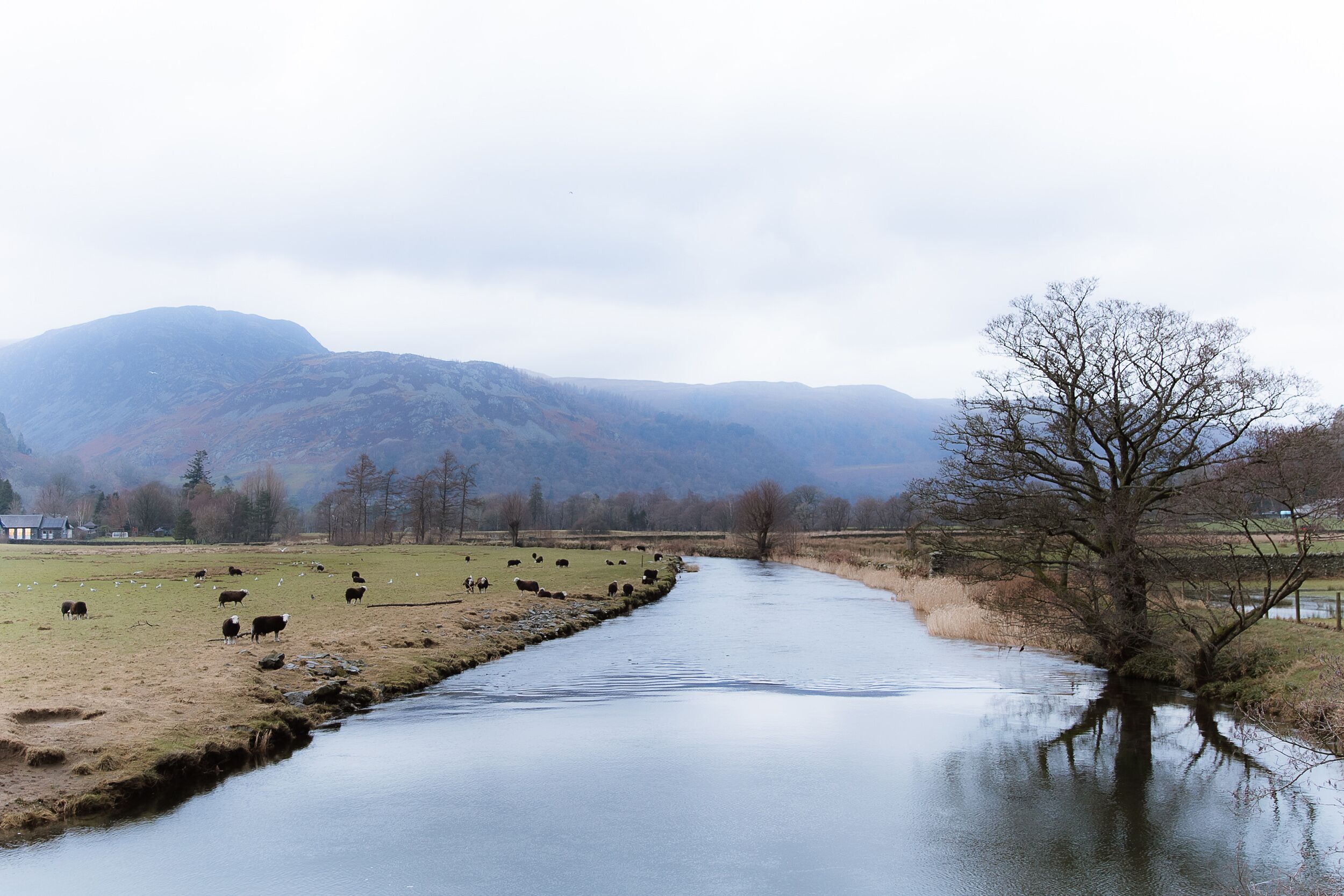 A river with a grassy bank, a tree, and mountains in the background.