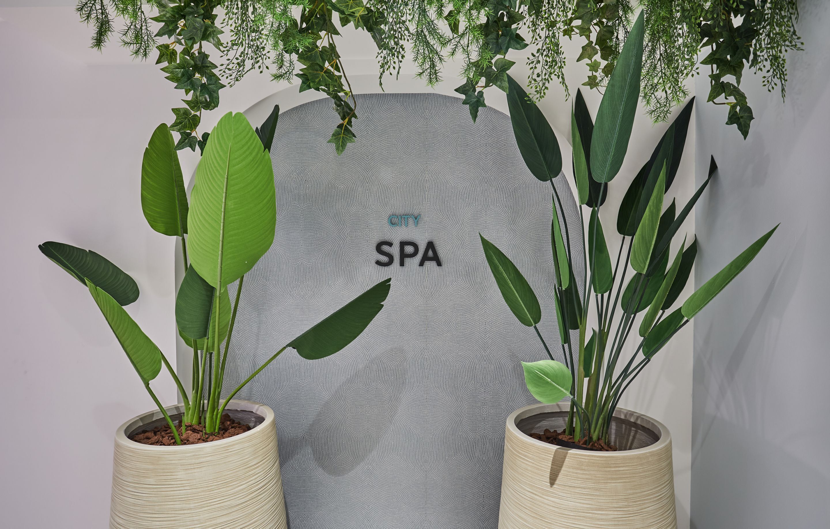 Two potted plants with broad green leaves in front of a wall with the words "CITY SPA" visible.