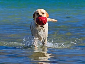 Animaux de compagnie acceptés