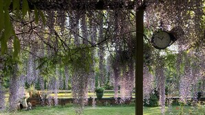 A garden with hanging purple flowers and a clock on a post. - Brook Farm (Ringwood)