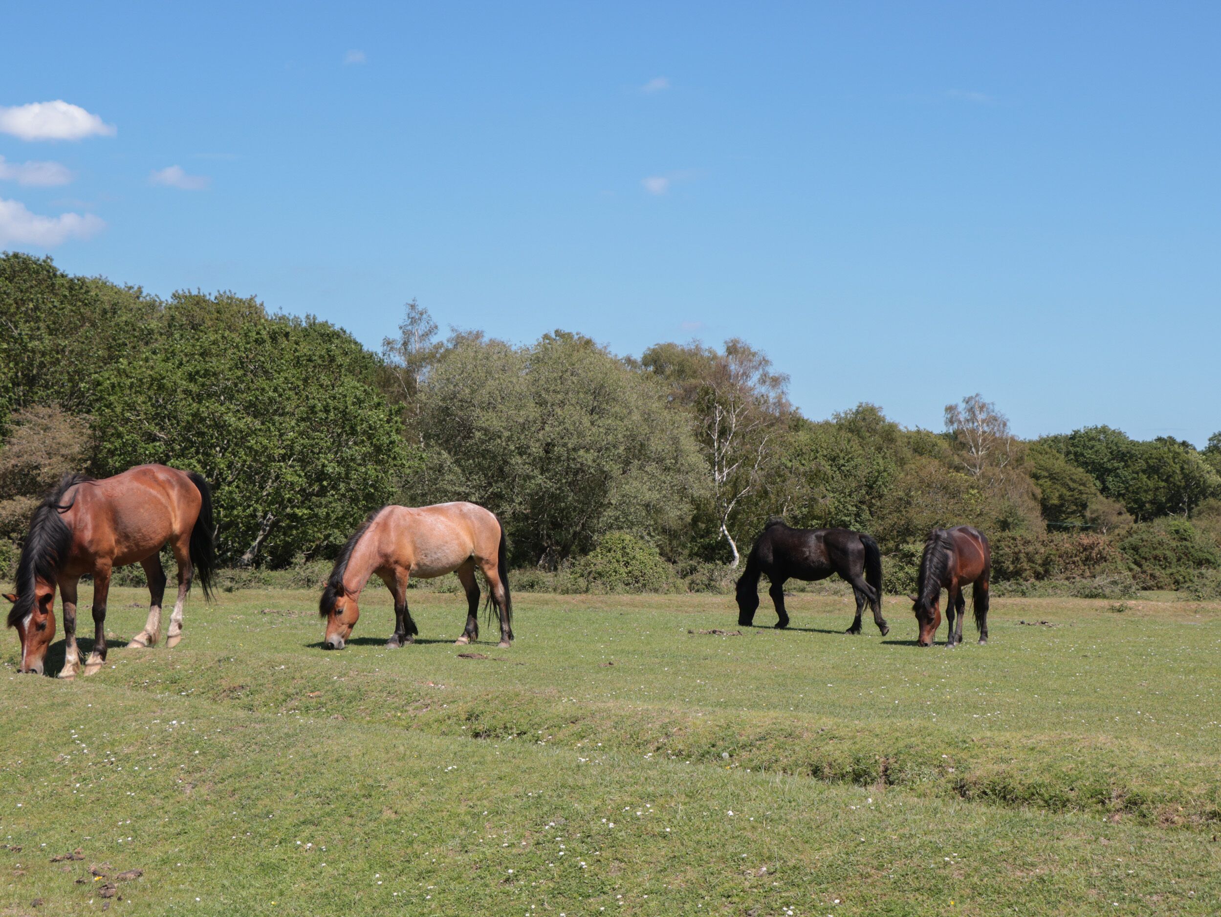 A group of horses grazing in a grassy field with trees in the background.