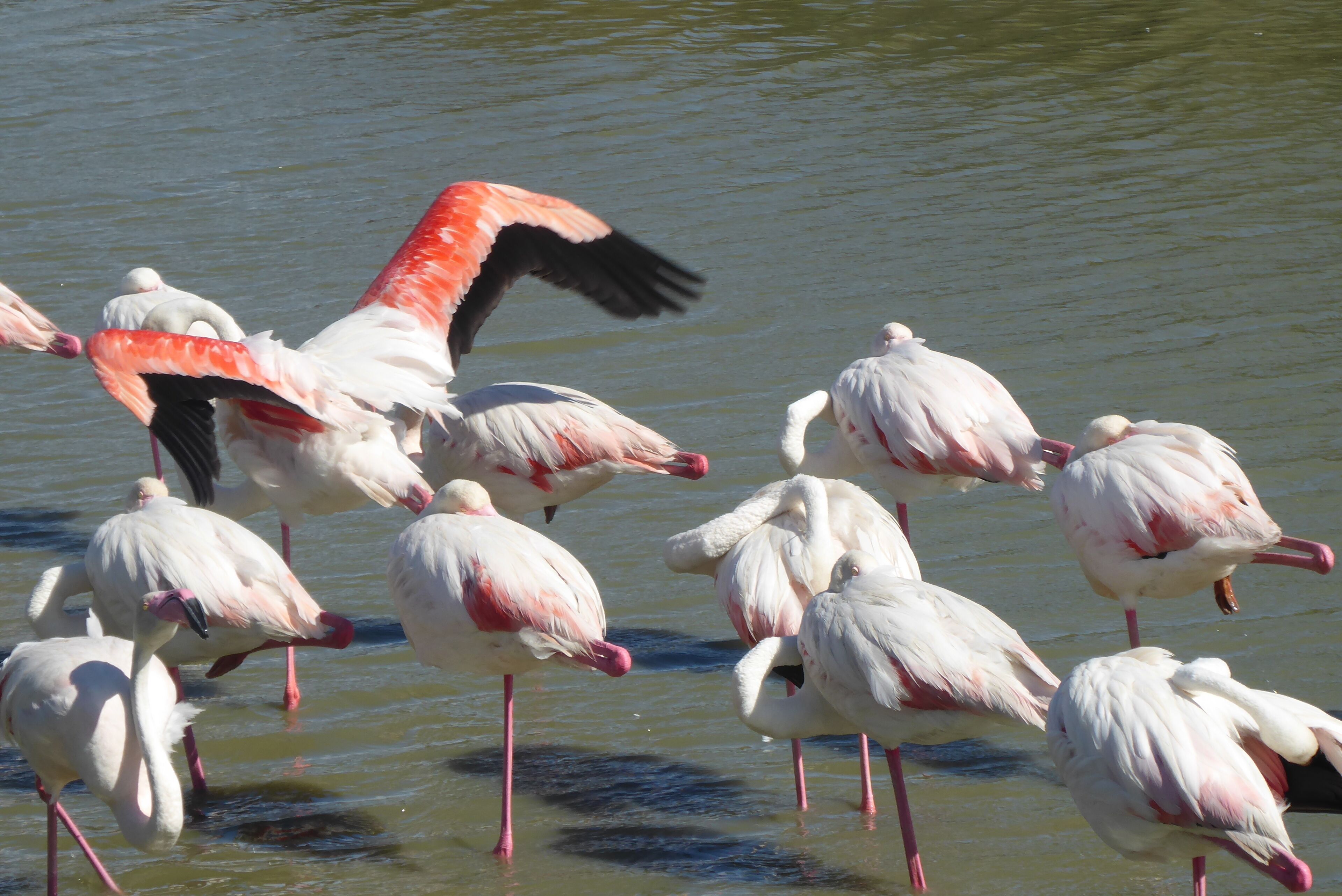 A group of flamingos standing in shallow water.
