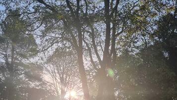 A bench in a park with trees and sunlight filtering through.