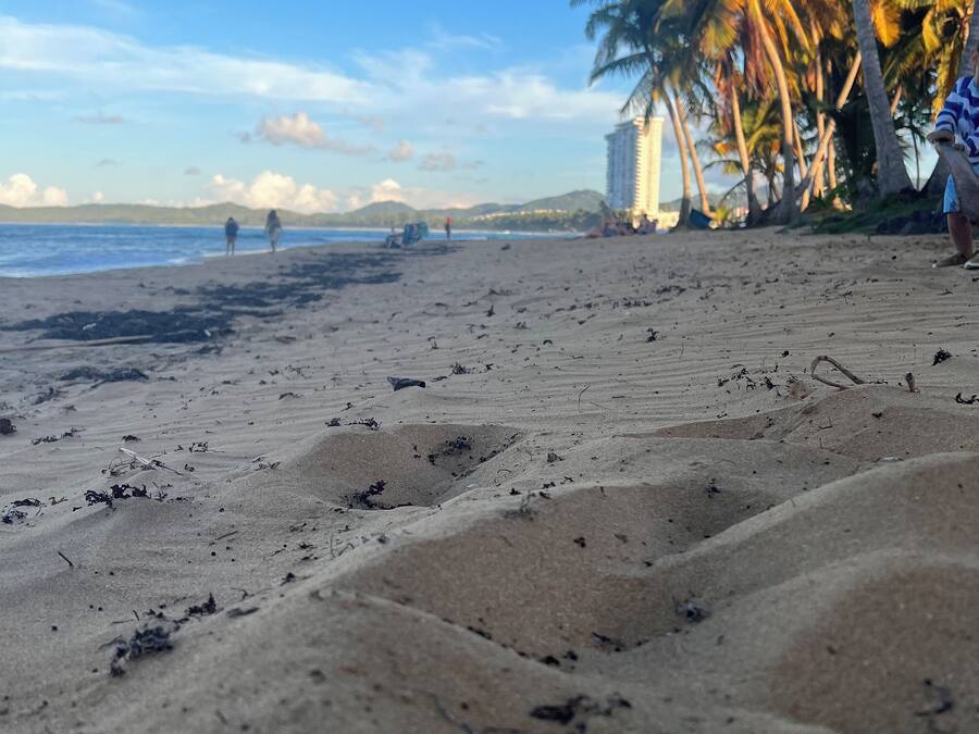 A beach with sand, palm trees, and a distant view of the ocean.