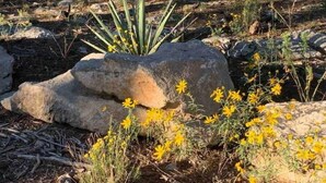 Un paysage naturel caractérisé par une grande formation rocheuse, des fleurs jaunes et un feuillage verdoyant.