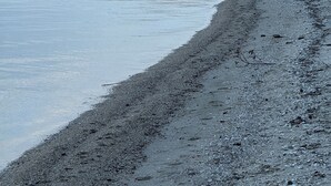 A beach with a pebbly shore and a forested hillside in the background.
