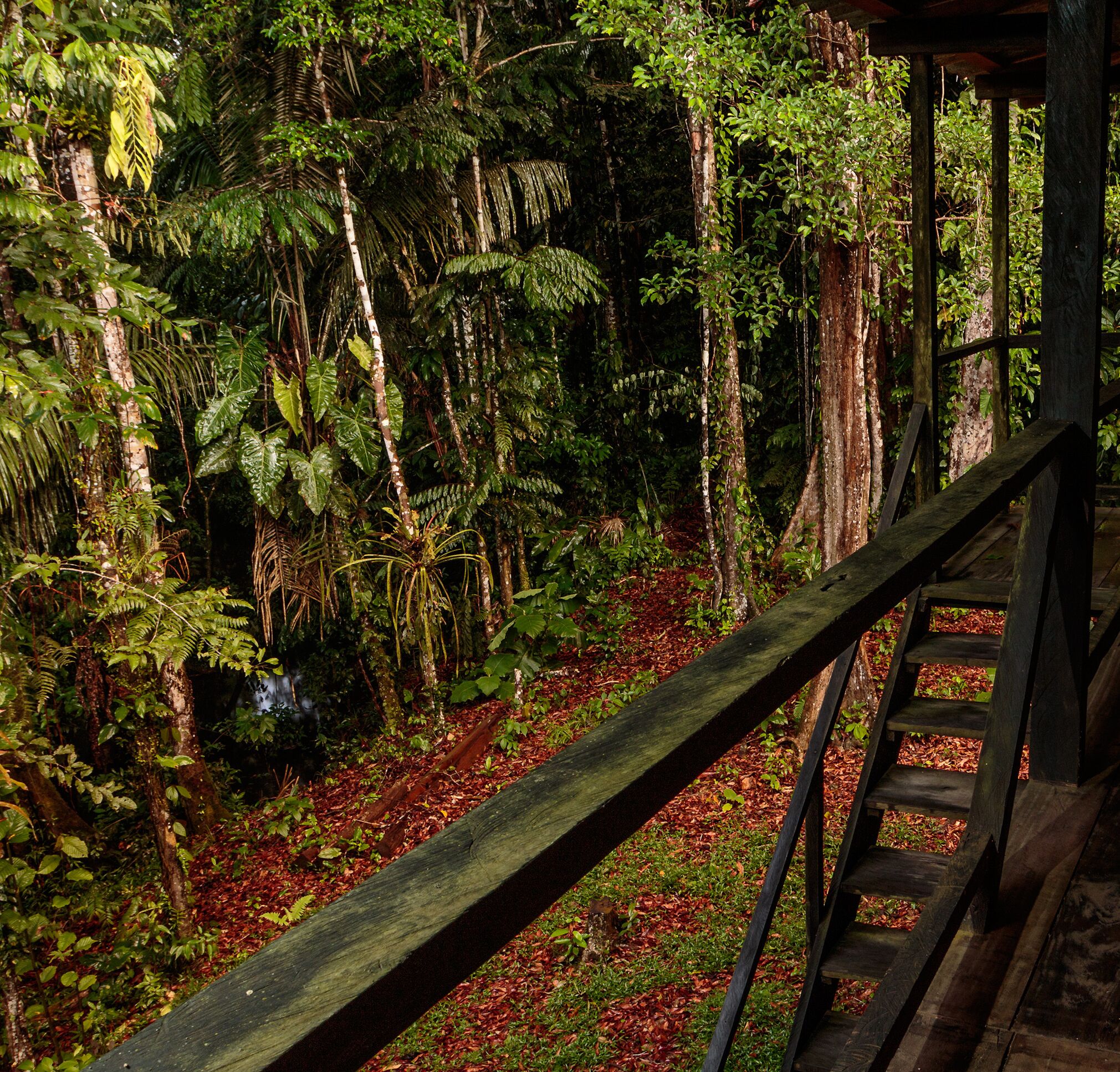 Una escalera de madera que se adentra en un bosque frondoso, con diversos árboles y helechos.