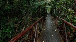 A wooden bridge with metal railings surrounded by dense green foliage.