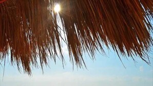 A beach with a clear view of the ocean and a palm tree overhead. - Ocean Front Roomy Caribbean Condo (Cancún)