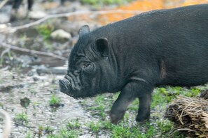 Área da propriedade