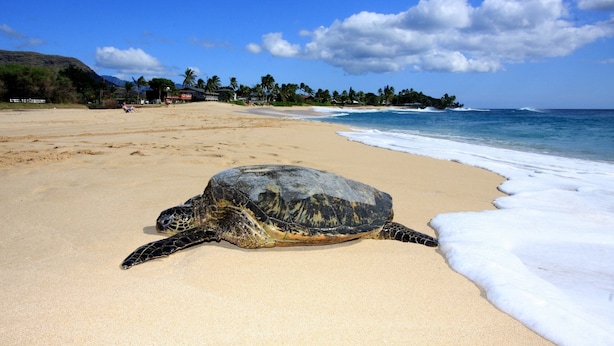 Une tortue sur une plage de sable, sous un ciel dégagé, avec les vagues de l’océan en arrière-plan.