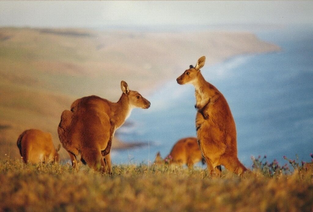 Two kangaroos in a grassy field with a blurred background.